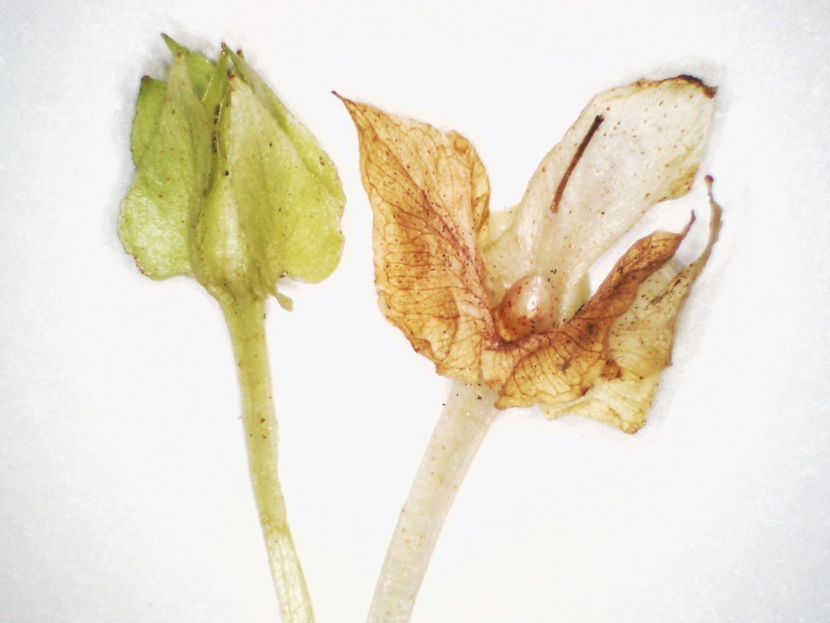Pfennigkraut