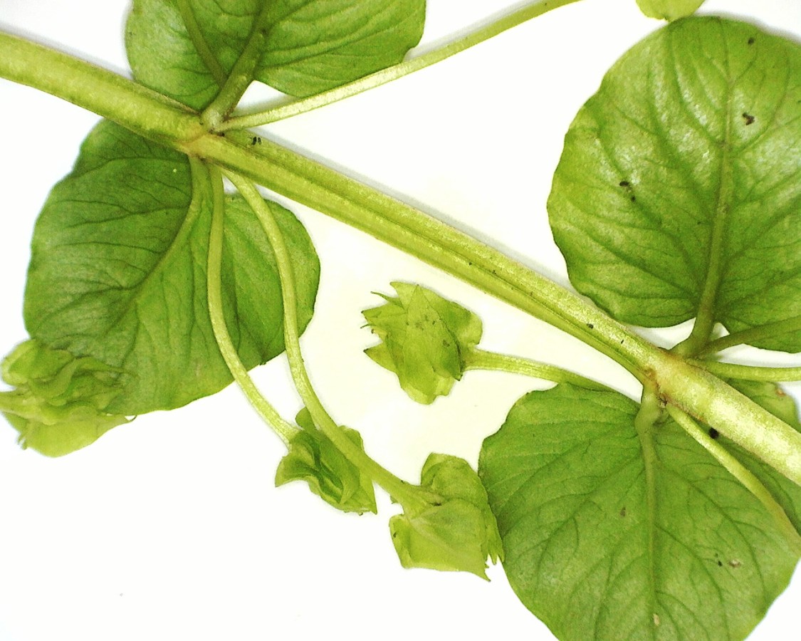 Pfennigkraut