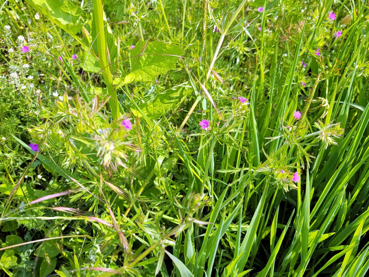 Schlitzblättriger Storchschnabel