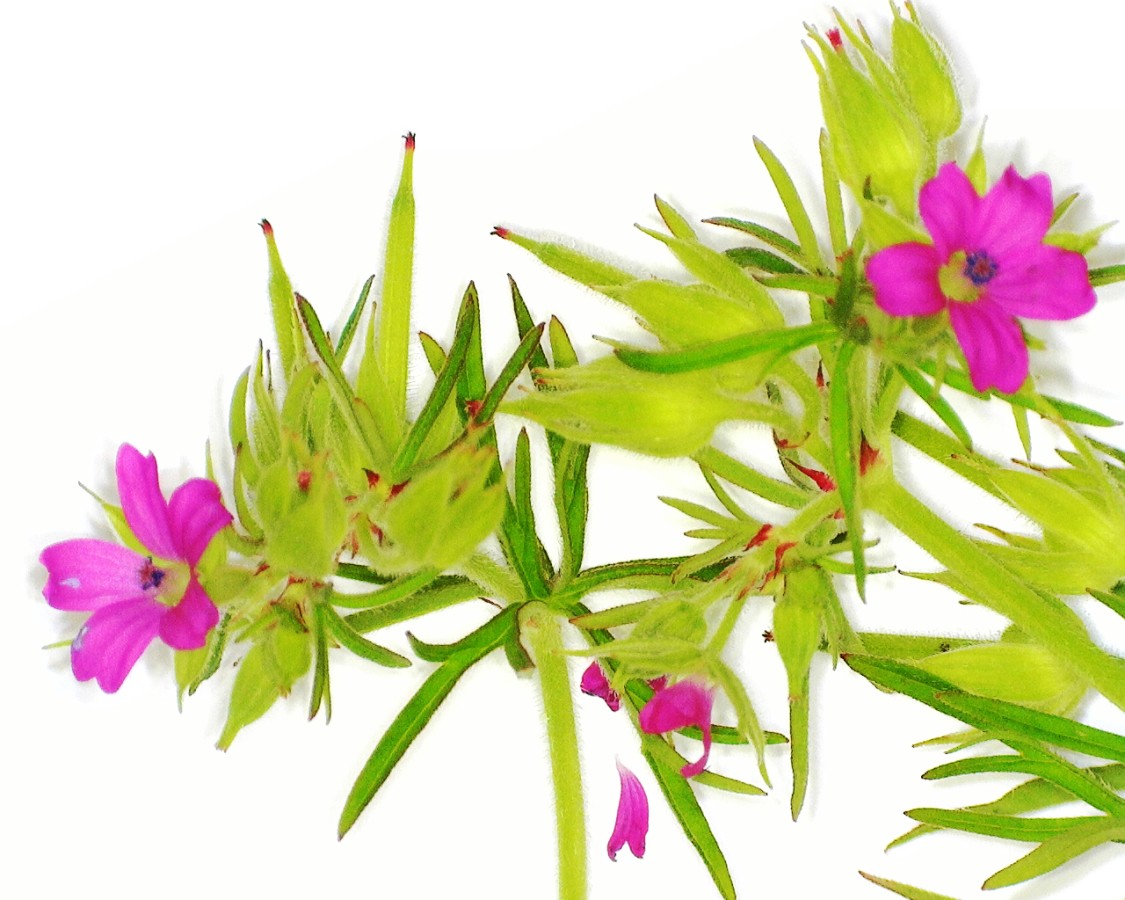 Schlitzblättriger Storchschnabel