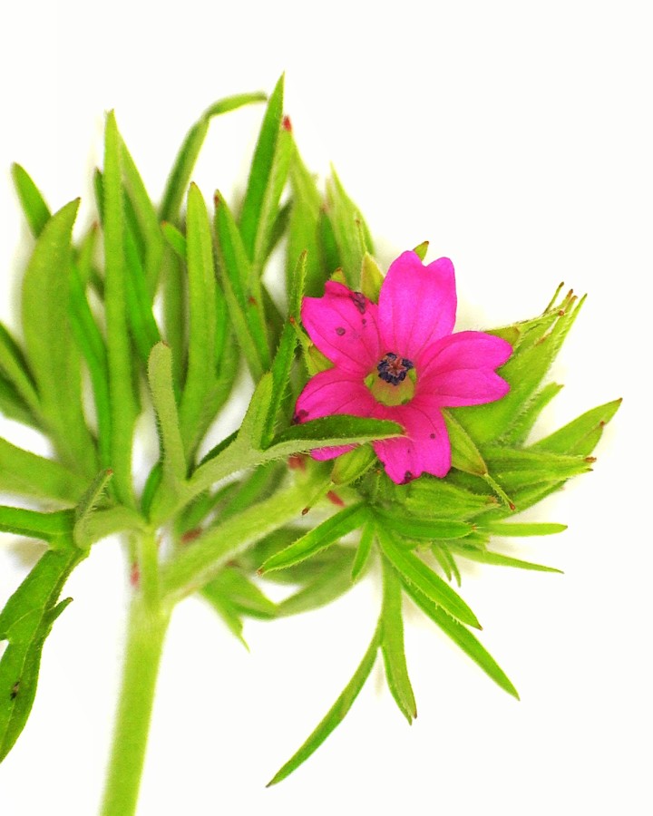 Schlitzblättriger Storchschnabel