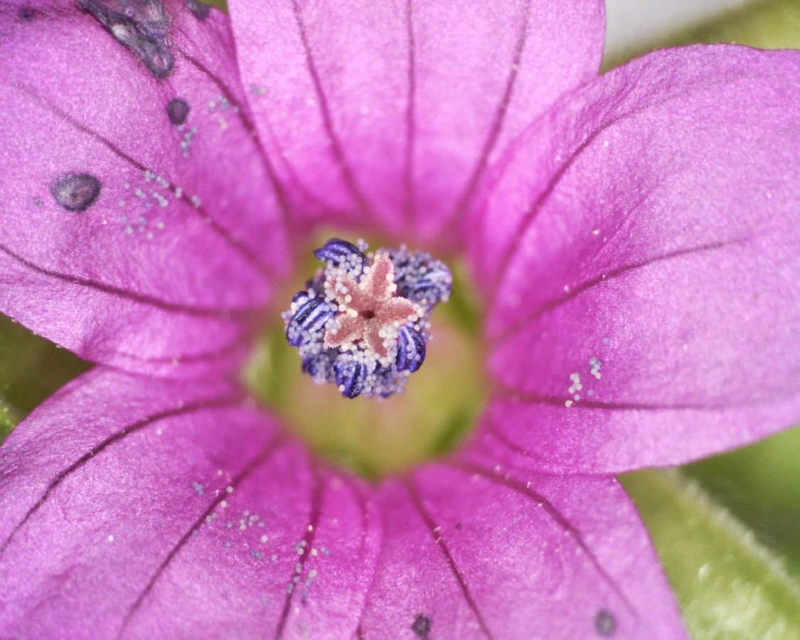 Schlitzblättriger Storchschnabel