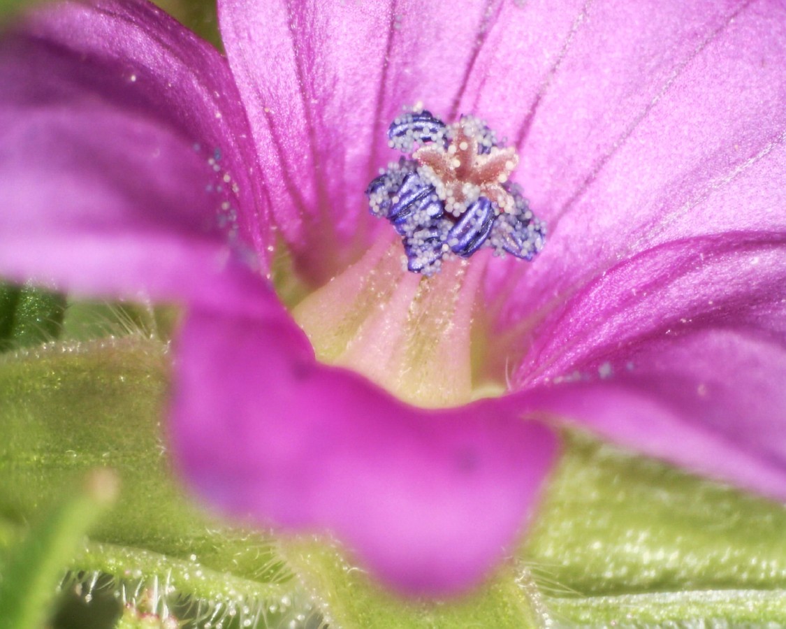 Schlitzblättriger Storchschnabel