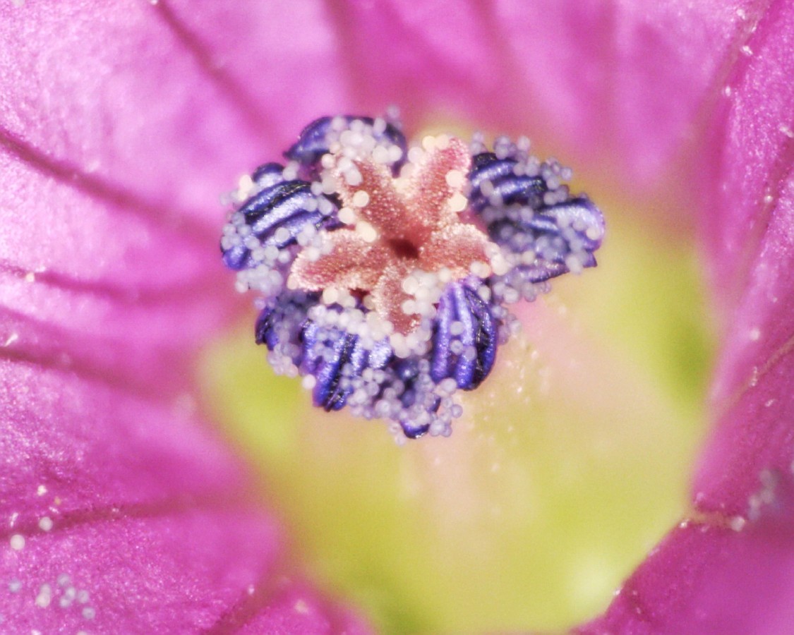 Schlitzblättriger Storchschnabel