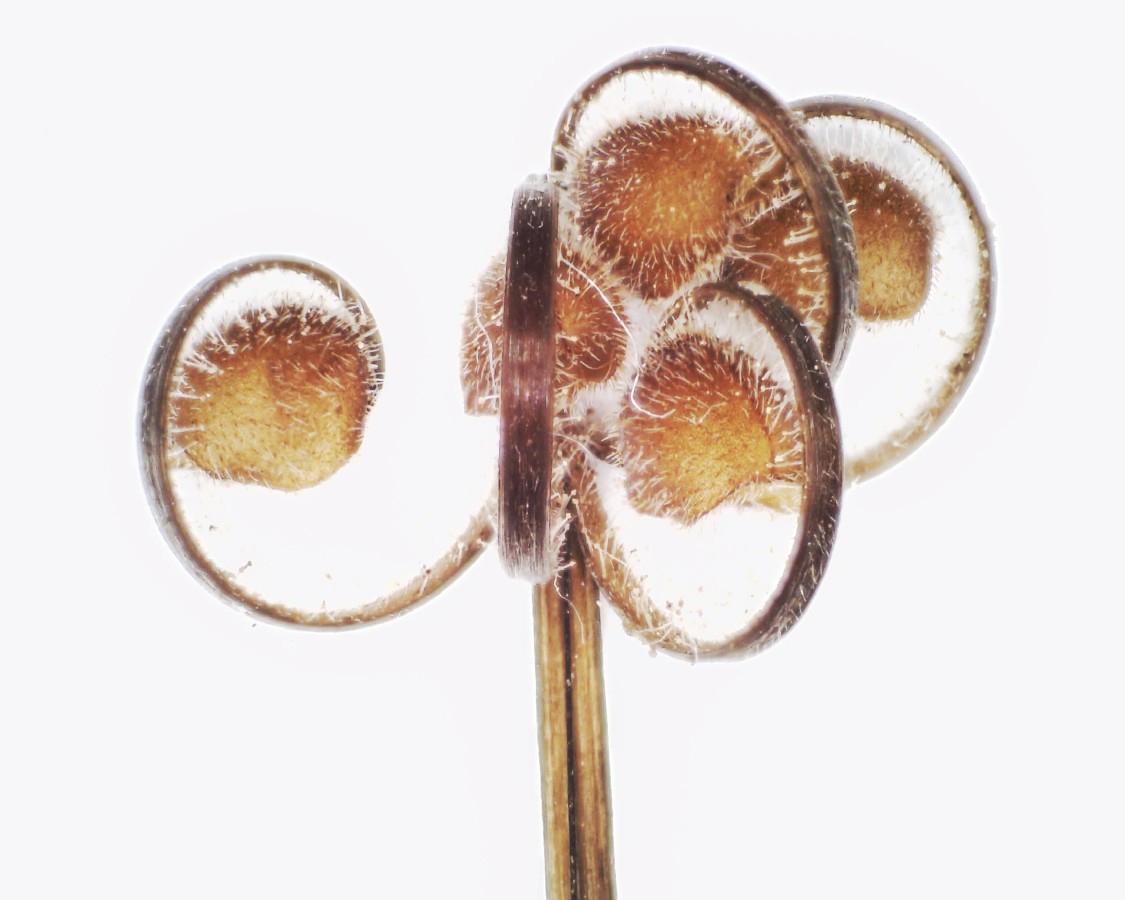 Schlitzblättriger Storchschnabel