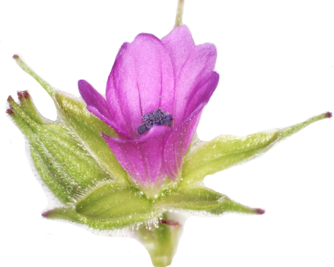 Schlitzblättriger Storchschnabel